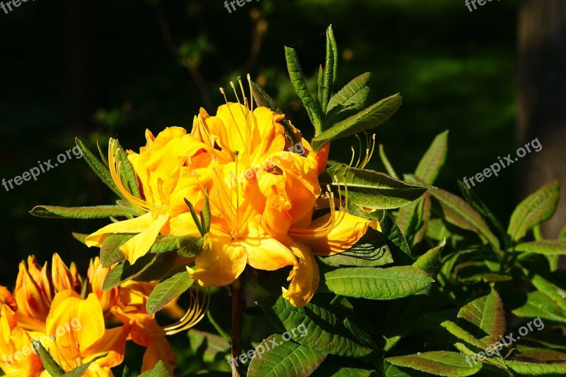 Flower Yellow Plant Summer Flowers