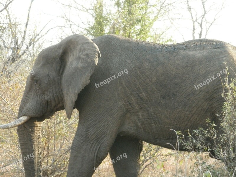 South Africa African Bush Elephant Bushland Free Photos