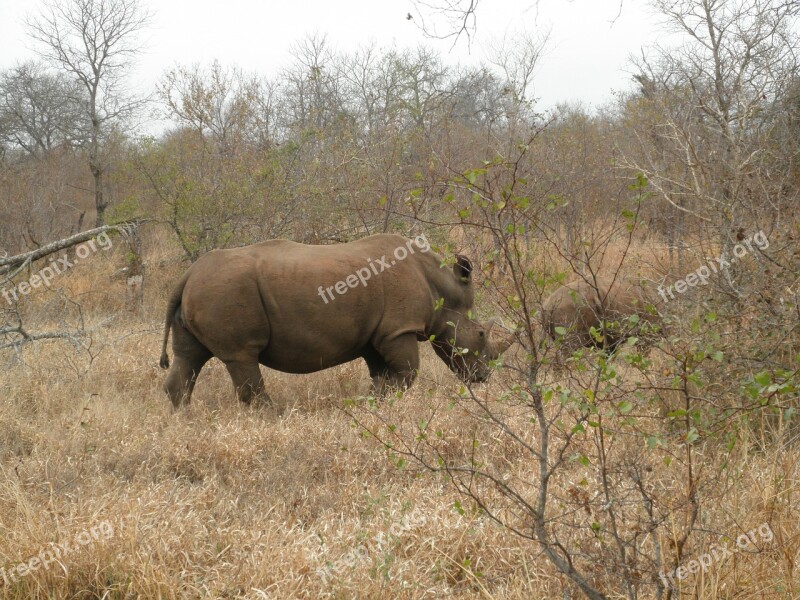 South Africa Rhino Safari Free Photos