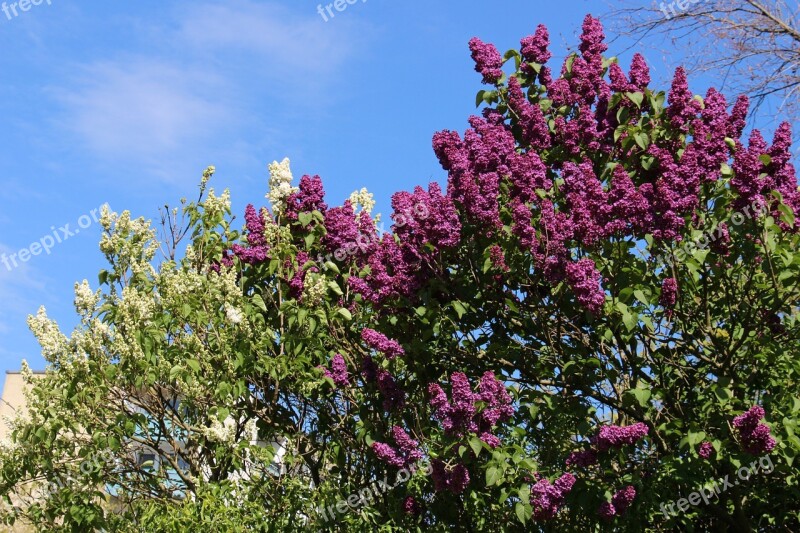 Lilac Purple White Green Sky