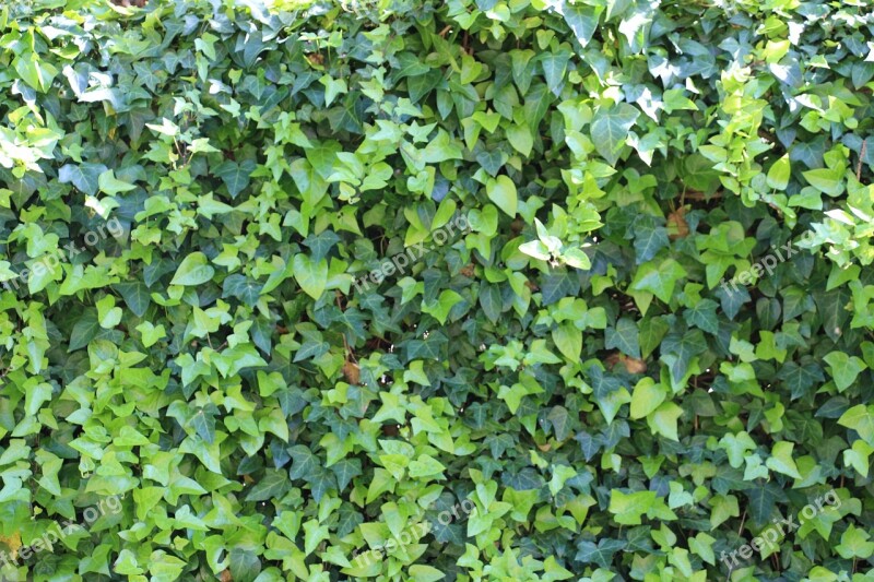 Ivy Green Garden Flora Nature