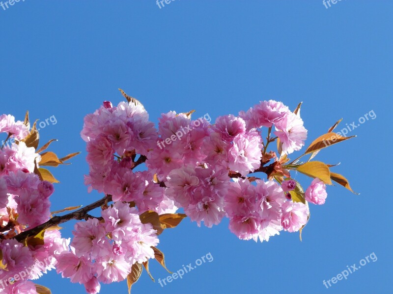 Flowers Nature Branch Cherry Flowering