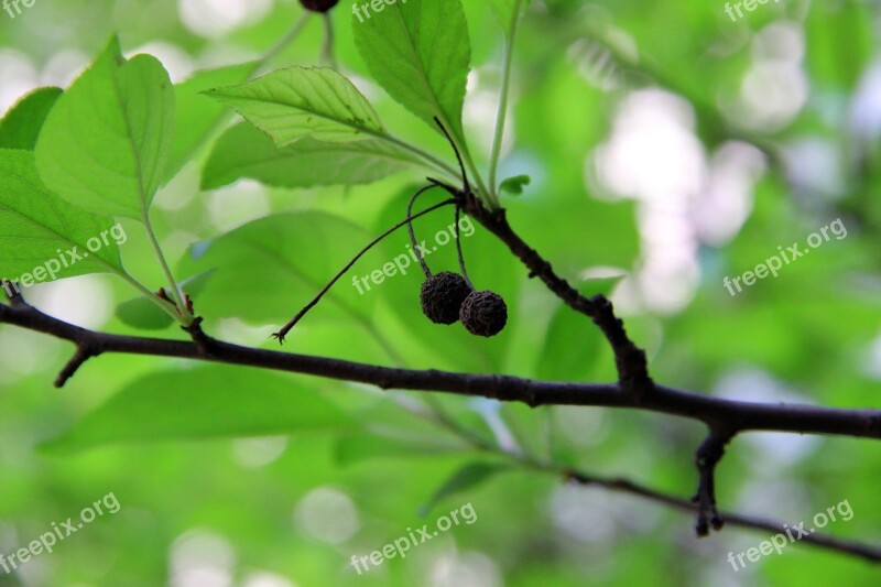 Green Leaves Flower And Fruit Of Malus Fresh Free Photos