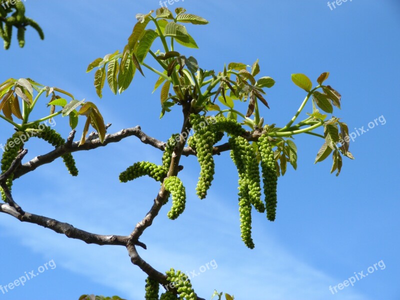 Buds Nature Branch Spring Flora