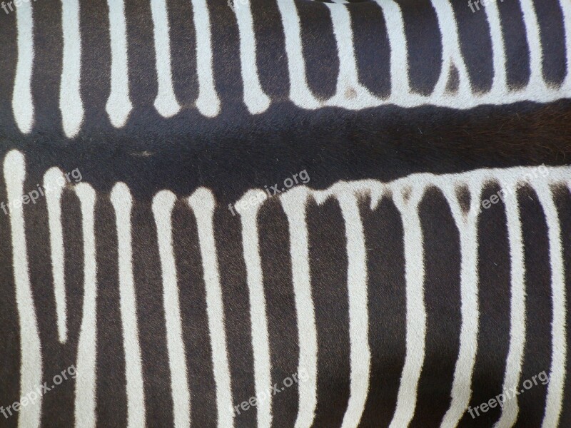 Zebra Back Zebra Animal Crosswalk Black And White