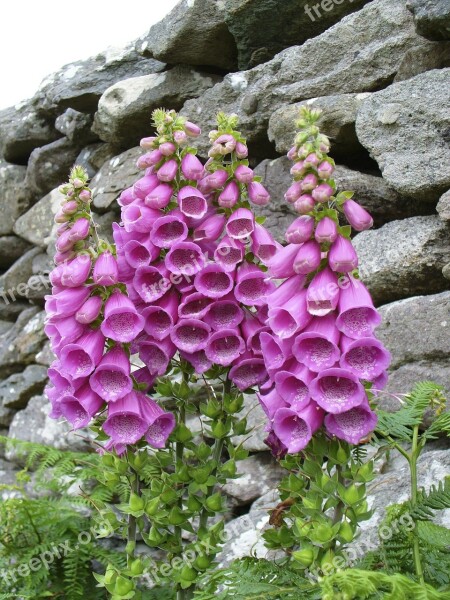 Thimble Digitalis Purpurea Flower Pink Digitalis