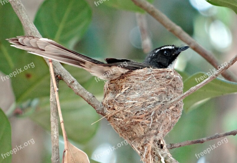 White-throated Fantail Flycatcher Rhipidura Albicollis Insectivorous Bird Nest Bird