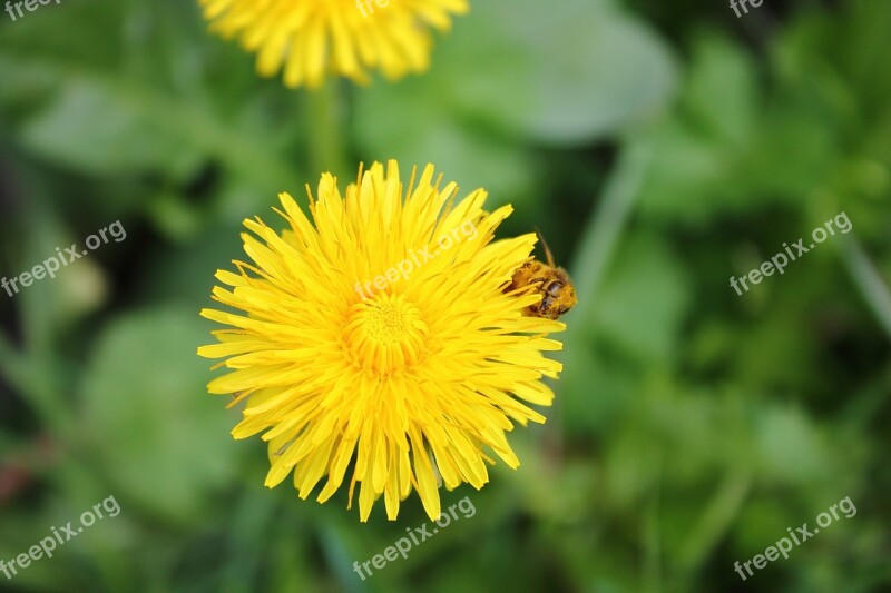 Dandelion Bee Floral Dust Dust Sonchus Oleraceus