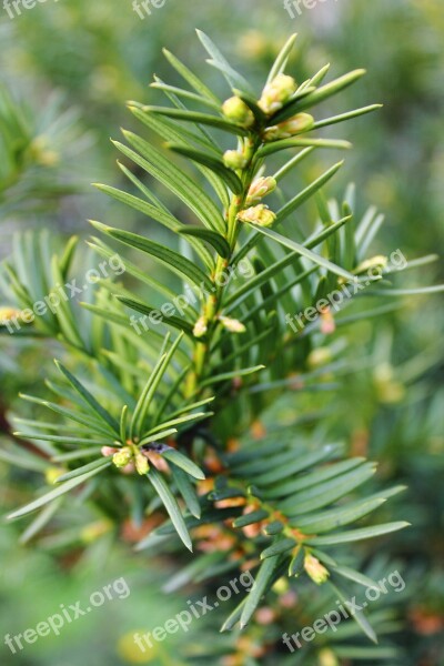 Pine Christmas Tree Needles Twigs Green