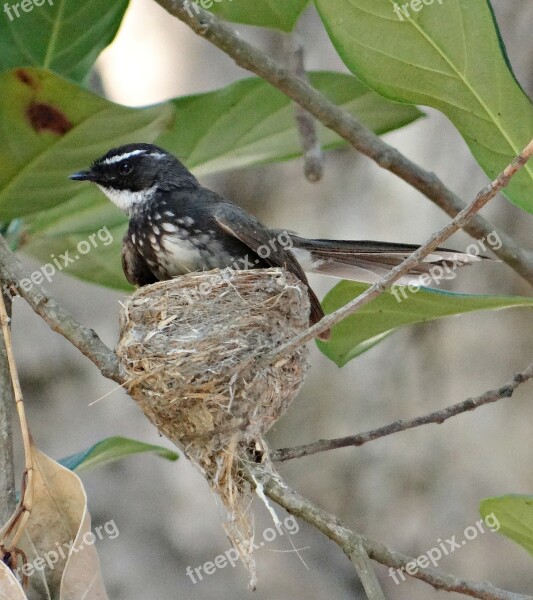 White-throated Fantail Flycatcher Rhipidura Albicollis Insectivorous Bird Bird Nest