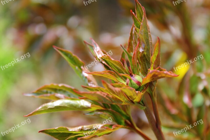 Bush Dashing Plant Green Garden