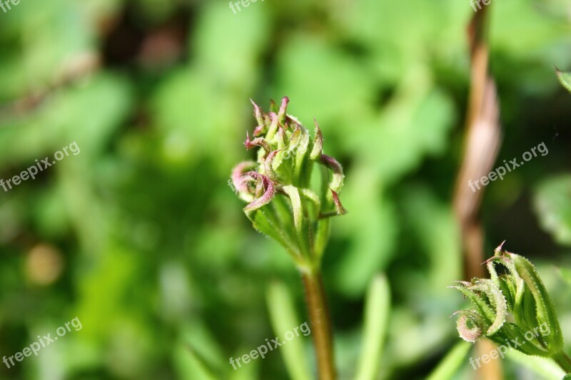 Flower Field Weed Meadow Polyana Grass