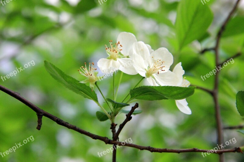 Green Begonia Flower Fresh Free Photos