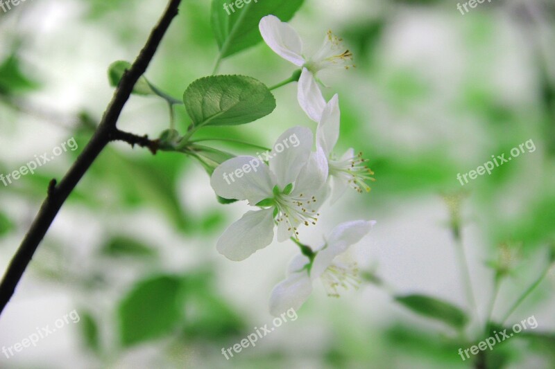 Green Begonia Flower Fresh Free Photos