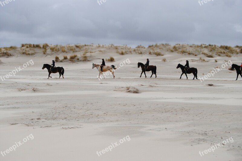 North Sea Ride Reiter Horses Spiekeroog