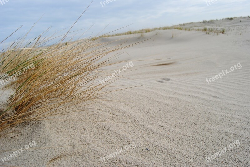 Spiekeroog Dunes North Sea Beach Grass Beach