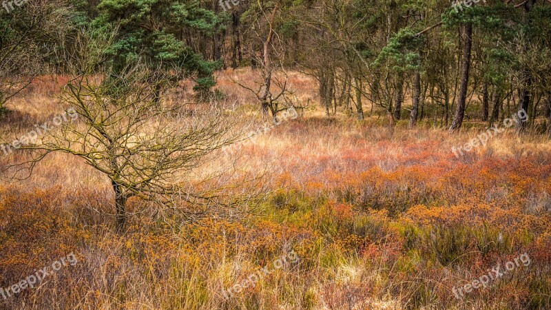 Forest Spring Trees Kahl Graze