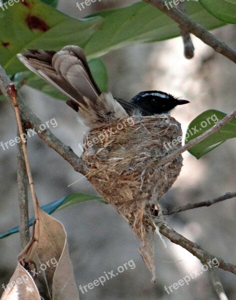 White-throated Fantail Flycatcher Nest Incubating Rhipidura Albicollis Insectivorous