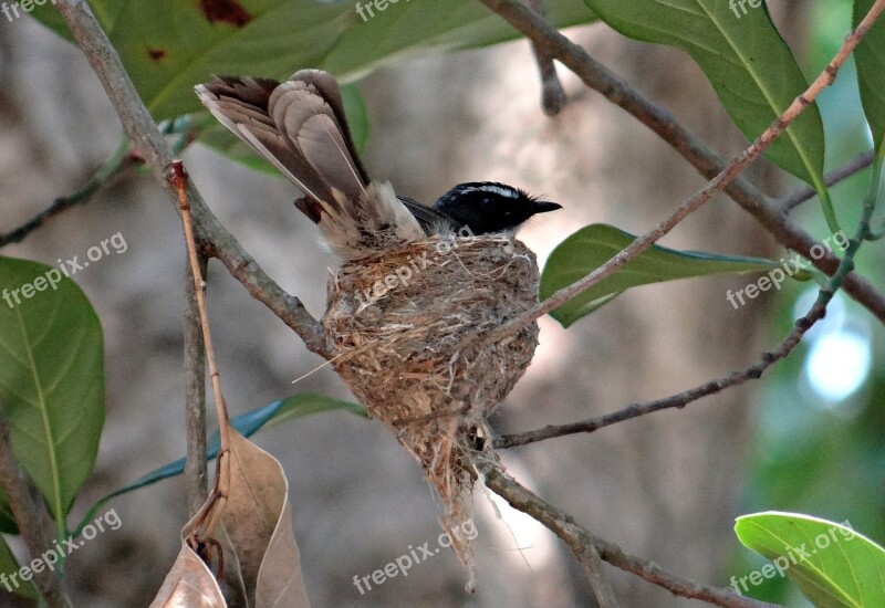 White-throated Fantail Flycatcher Nest Incubating Rhipidura Albicollis Insectivorous