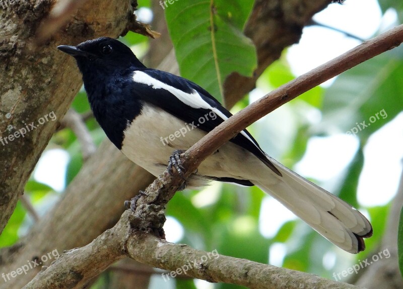 Oriental Magpie-robin Male Copsychus Saularis Passerine Bird