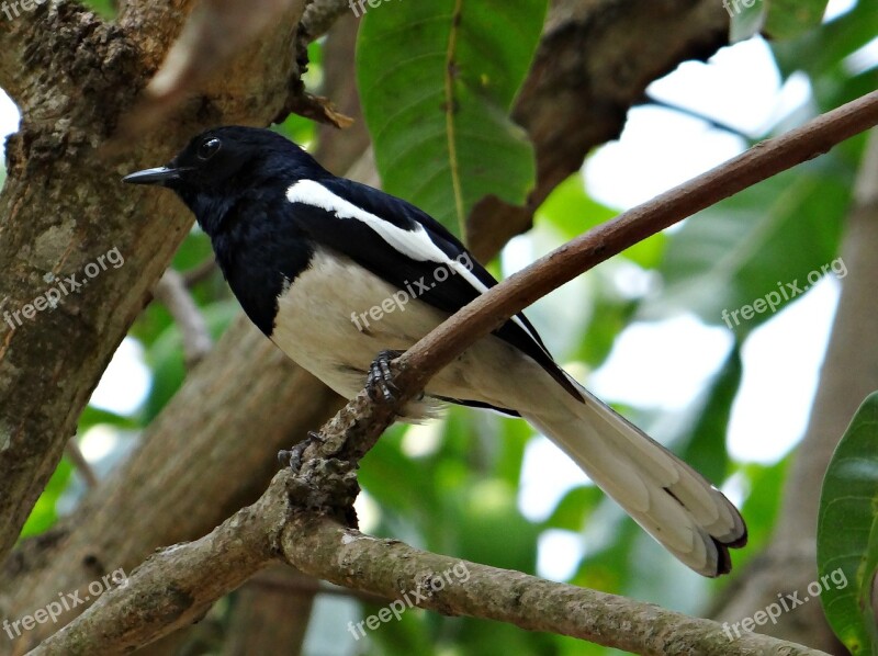 Oriental Magpie-robin Male Copsychus Saularis Passerine Bird