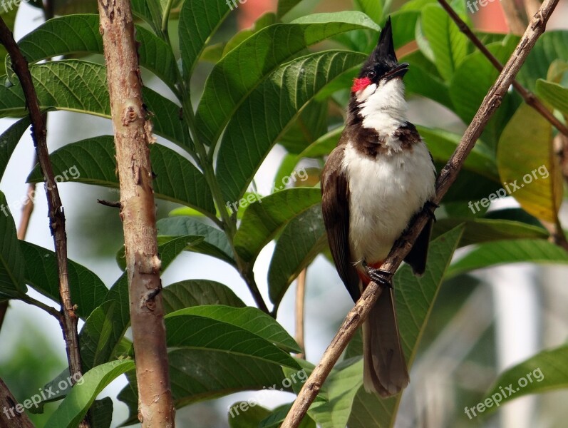 Red-whiskered Bulbul Pycnonotus Jocosus Bulbul Bird Sipahi Bulbul