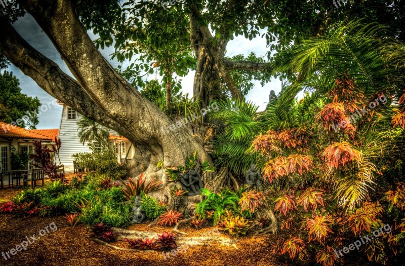 Banyan Tree South Florida Shangri-la Tree Nature