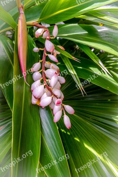 Coral Bean Flower Florida Flower Heads Enclosed Petals Spring Flowers