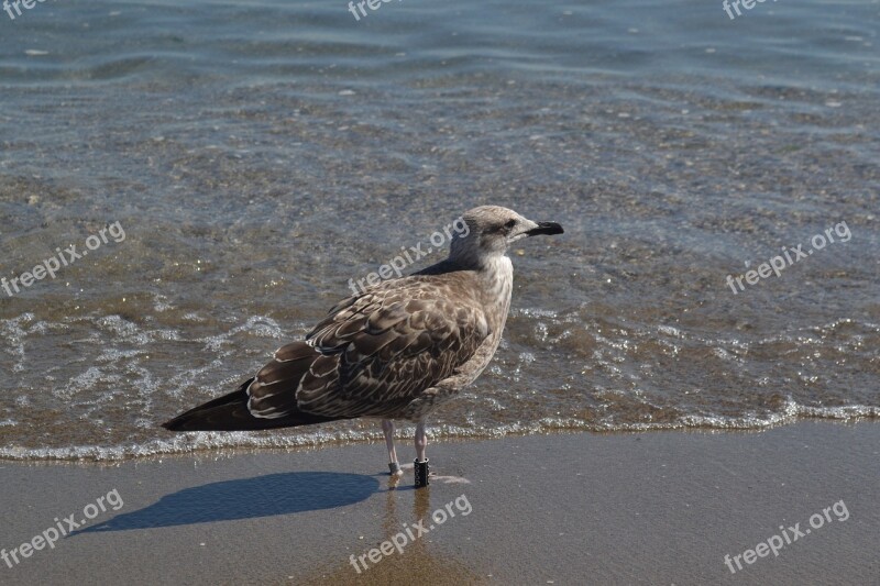 Gull Seagull Bird Beach Brown