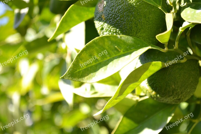 Oranges Orange Tree Citrus Fruit Immature Green