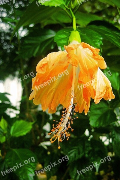 Flower Yellow Orange Nature Indonesia