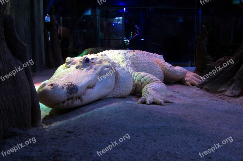 White Alligator Albino Crocodile Zoo Reptile