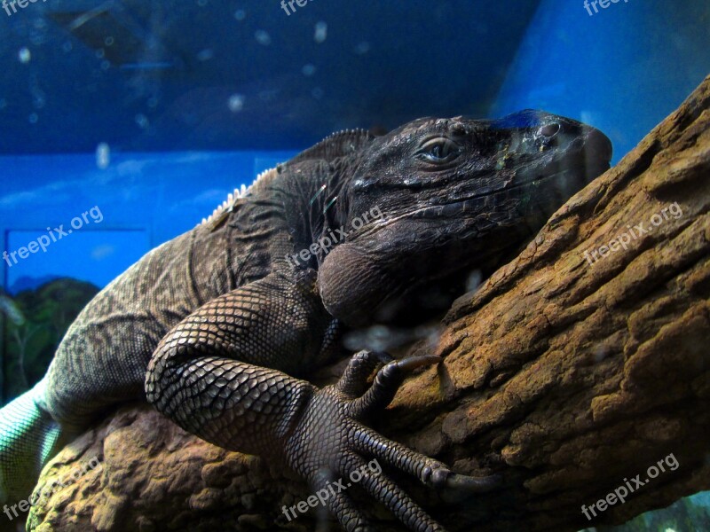 Iguana Reptile Wildlife Nature Close-up