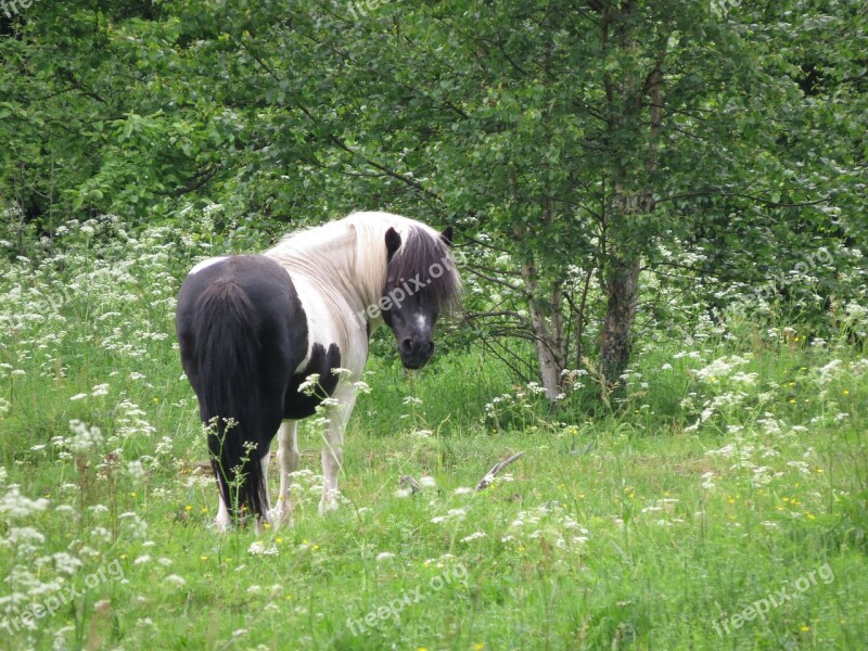 Horse Shettis Hage Pinto Horse Free Photos