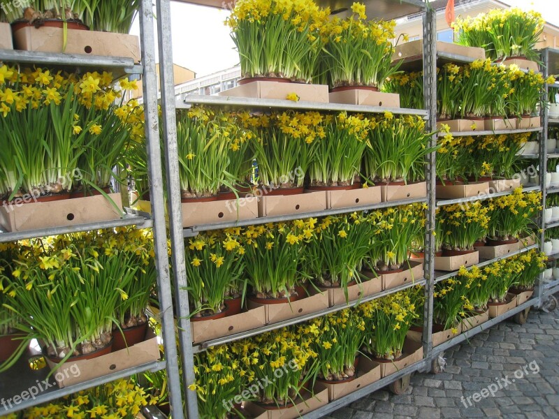 Easter Lilies Pots Yellow Sale Free Photos