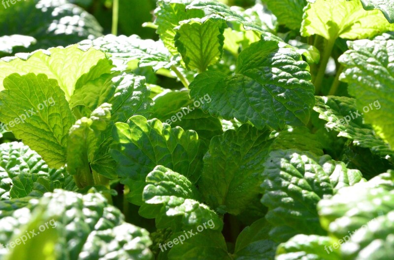 Mint Lemon Balm Green Culinary Herbs Free Photos