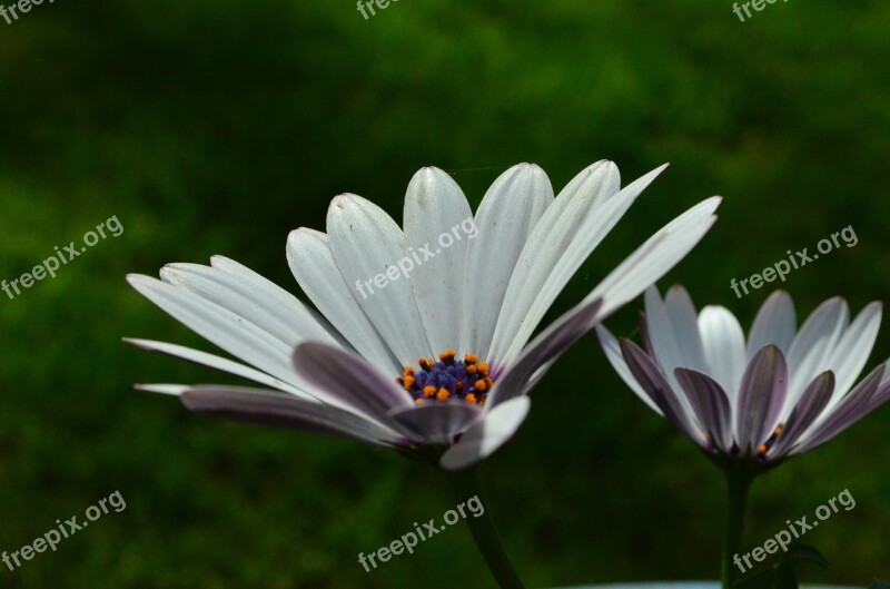 Gerbera Flower Flowers Free Photos