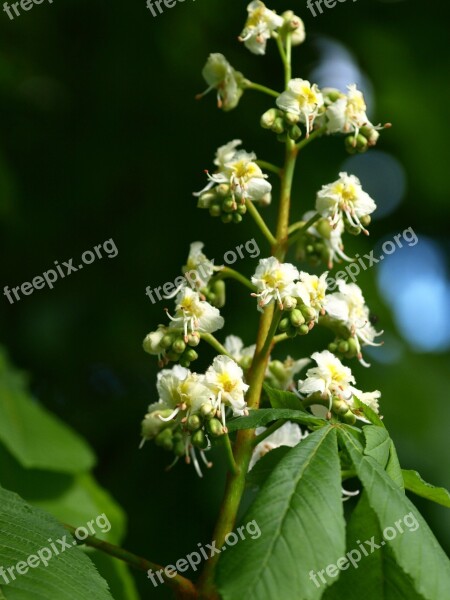 Chestnut Blossom Inflorescence Blossom Bloom Tree