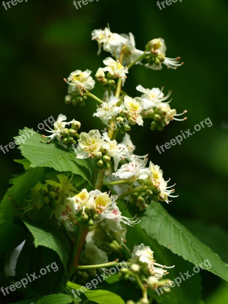 Chestnut Blossom Chestnut Blossom Bloom Inflorescence