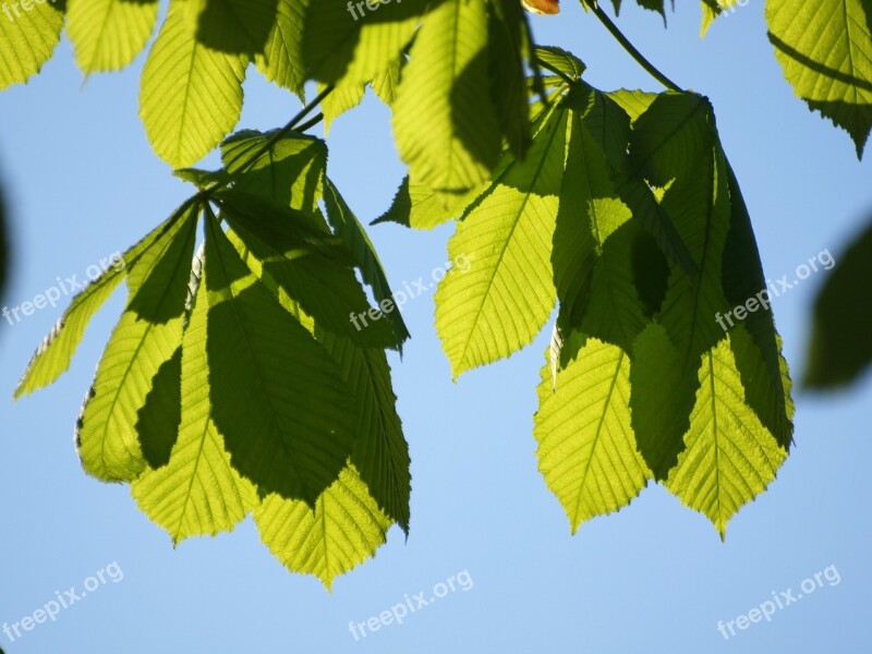 Chestnut Leaves Leaves Tree Chestnut Backlighting