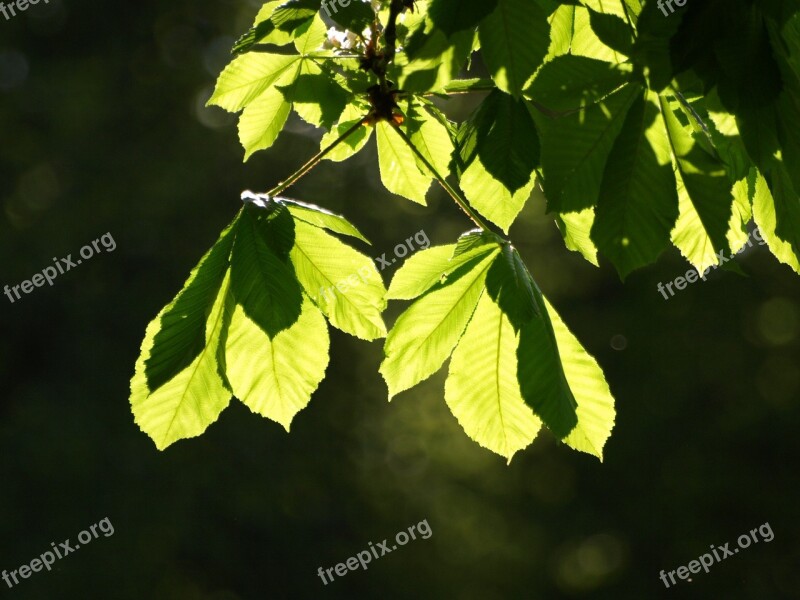 Chestnut Leaves Leaves Chestnut Tree Chestnut Tree