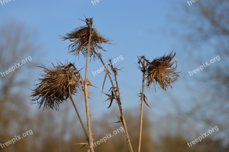 Plant Thistle Nature Wild Plant Flora