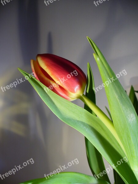 Tulip Spring Flower Holland Tulip Fields