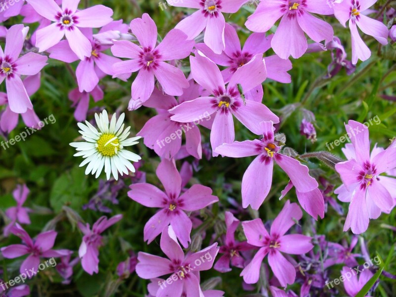 Daisy Nature Flower Plant Colorful