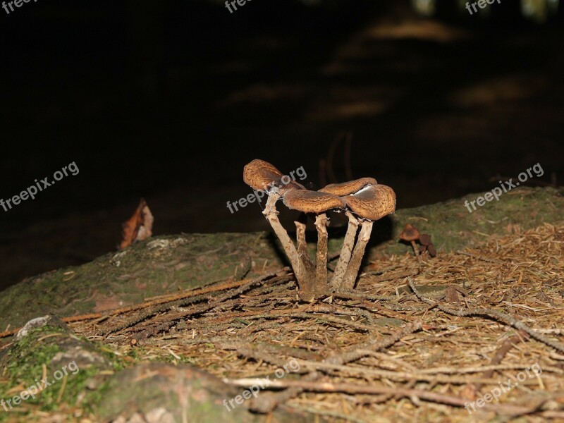 Mushroom Nature Forest Leaves Autumn