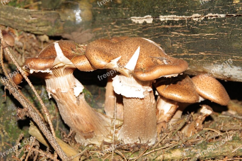 Mushroom Nature Forest Leaves Autumn