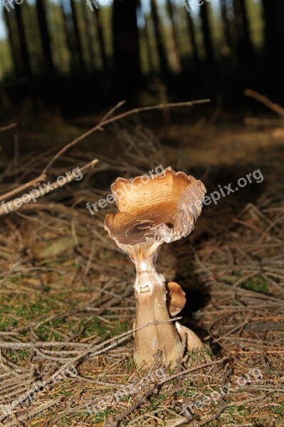 Mushroom Nature Forest Leaves Autumn