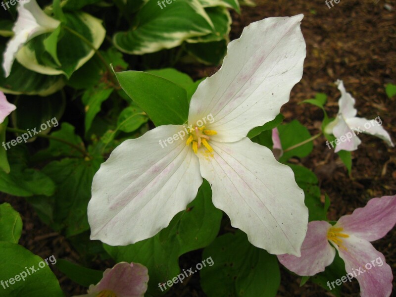 Trillium Flower Wakerobin Tri Flower Birthroot