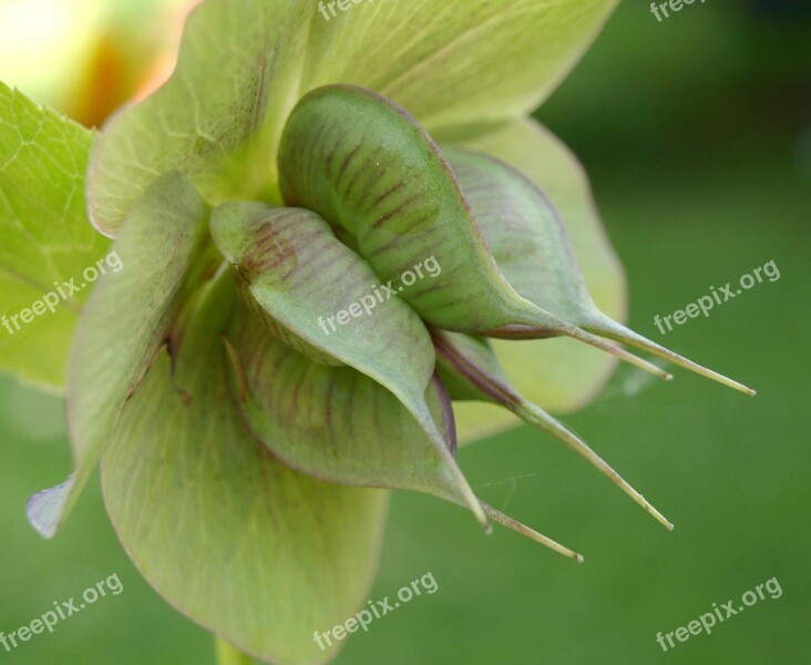 Hellebore Blossom Bloom Pods Plant