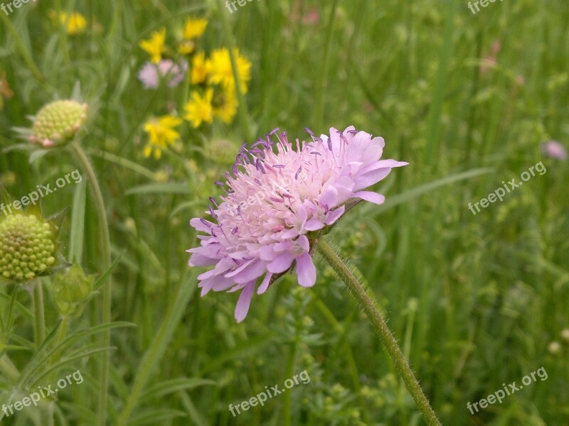 Cornflower Flower Summer Blue Blossom